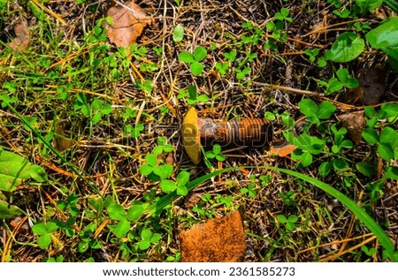 Carnage Bolt in Nature Forest Place #0951