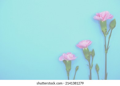 2,055 Light blue carnation Stock Photos, Images & Photography ...