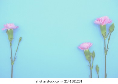 2,055 Light blue carnation Stock Photos, Images & Photography ...