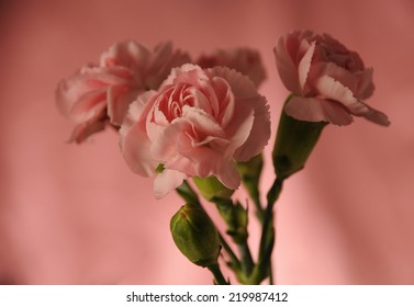 Carnation Bouquet - Gillyflower