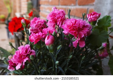 Carnation Clavel Flower Close Up Wallpaper Tree Natural Color Garden Plant Fresh Summer Beautiful Park Season Autumn Nature Tree Mediterranean Agriculture Fragance Citrus Ripe Macro Decorative Flora