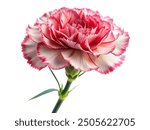 carnation flower on white background