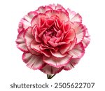 carnation flower on white background