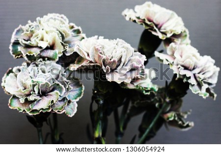 a carnation flowers
