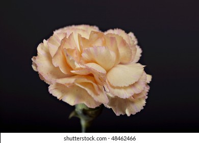 Carnation Flowers On Blackbackground