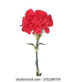 75,461 Red carnation Images, Stock Photos & Vectors | Shutterstock