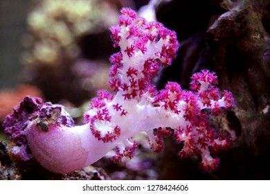 Carnation Tree Coral Dendronephthya Sp Stock Photo 1278424606 ...