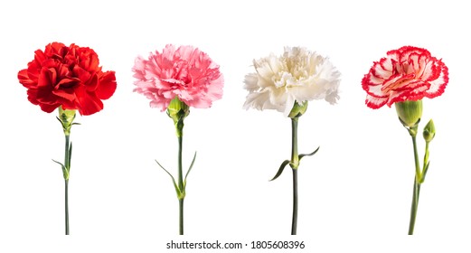 Carnations group isolated on white background - Powered by Shutterstock