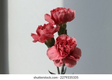 carnations for mother's day flower shop flowers - Powered by Shutterstock