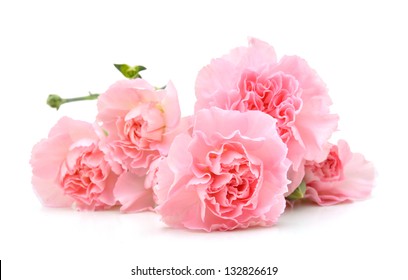 Carnations On White