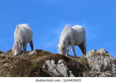 Carneddau Welsh Mountain Pony Herd