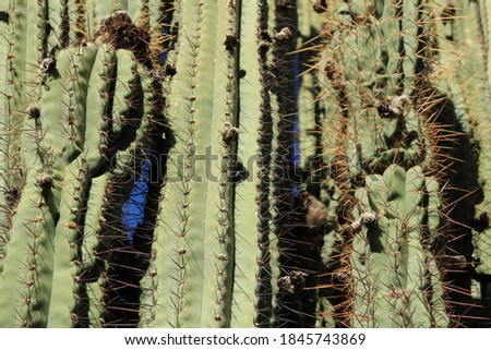 Carnegiea gigantea cactus texture in the garden under the sun