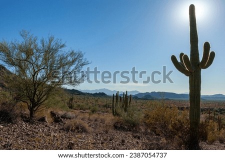 Carnegiea gigantea in desert, Organ pipe national park, Arizona - large cactus 
