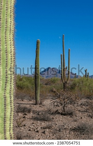 Carnegiea gigantea in desert, Organ pipe national park, Arizona - large cactus 