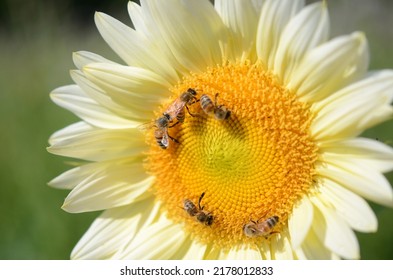 Carniolan Honey Bees Pollinating A Sunflower