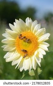 Carniolan Honey Bees Pollinating A Sunflower