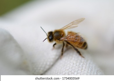 Carniolan Honey Bees At Work 