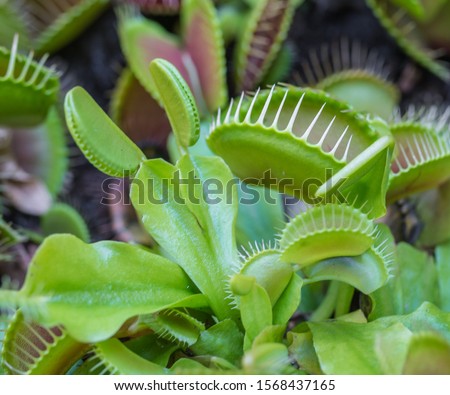 Carnivore plants Venus Flytrap.  Multiple spiky traps on the leaves of a green and red Venus fly trap. Insect trapping and eating plant. Dionae Muscipula