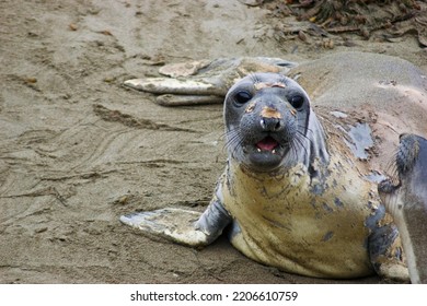 Carnivore Whiskers Terrestrial Animal Earless Seal Seal Bearded Seal