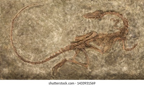 Carnivores Dinosaur Zelovitis. Triassic Period. USA, NEW Mexico