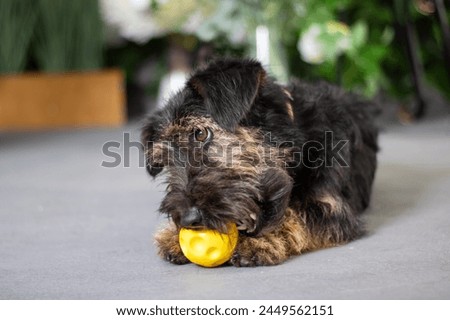 Carnivorous Canidae dog is chewing on a yellow ball close up