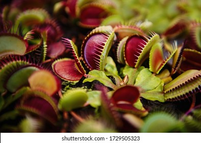 Carnivorous Dionaea Msucipula flower.Exotic Venus Flytrap flowers in close up.Dangerous fly trap catcher in pot - Shutterstock ID 1729505323