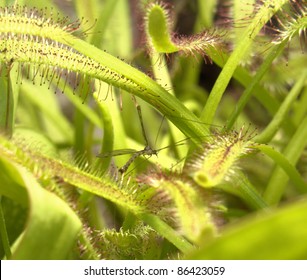 Carnivorous Flypaper Trap Plant Detail