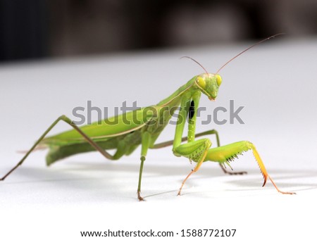 a carnivorous insect the praying mantis preparing to attack
