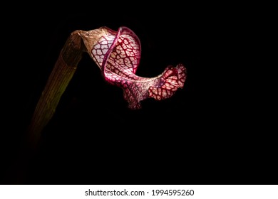 A Carnivorous Pitcher Plant Iin The Weeks Bay Pitcher Plant Bog Is Isolated Against A Black Background.