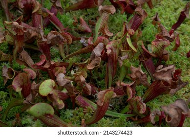 Carnivorous Pitcher Plant In Spring