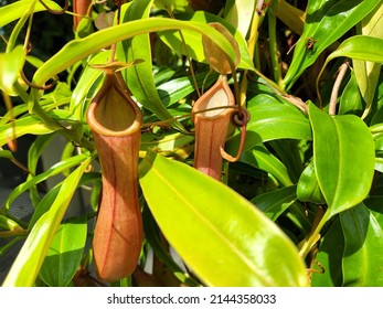 Carnivorous Pitcher Plant Traps Insect