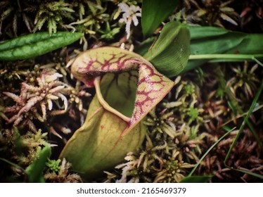 Carnivorous Pitcher Plant In The Wild