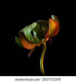 The carnivorous Pitcher plant(Sarracenia)at the end of its bloom.Light Painting Macro shot in darkness,obtained by painting and highlighting the complex structure of the flower with a handheld candle.