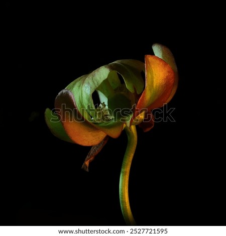 The carnivorous Pitcher plant(Sarracenia)at the end of its bloom.Light Painting Macro shot in darkness,obtained by painting and highlighting the complex structure of the flower with a handheld candle.