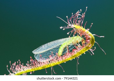 Carnivorous Plant