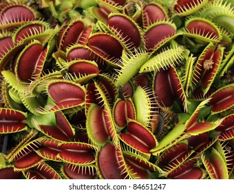 Carnivorous Plant