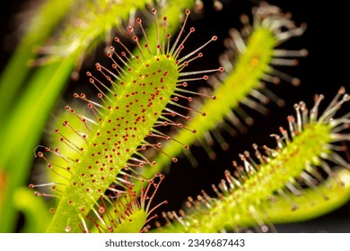 Carnivorous plant Drosera capensis, known as Cape sundew in selective focus.