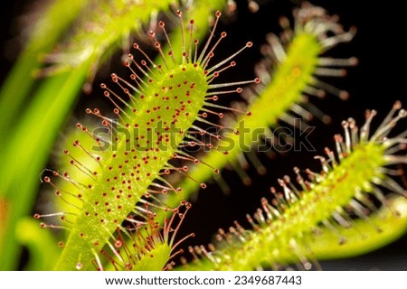 Carnivorous plant Drosera capensis, known as Cape sundew in selective focus.