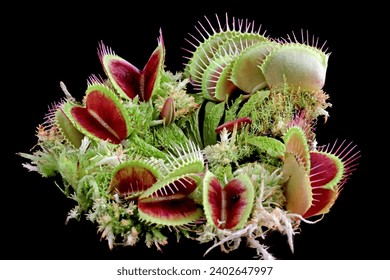 Carnivorous plant on isolated background, Carnivorous plant closeup