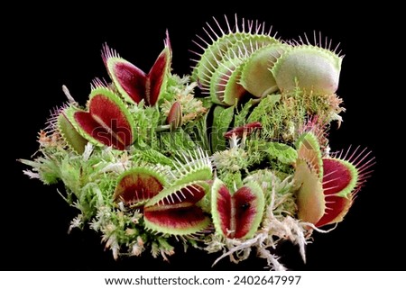 Carnivorous plant on isolated background, Carnivorous plant closeup