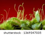 carnivorous plant venus flytrap dionaea