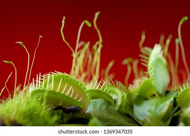carnivorous plant venus flytrap dionaea