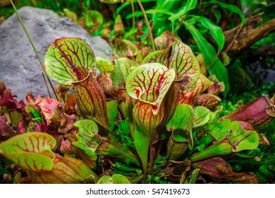 Carnivorous Plants.