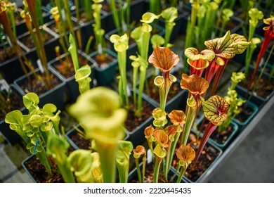 Carnivorous plants in a greenhouse environment - Shutterstock ID 2220445435