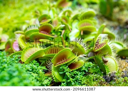 carnivorous predatory plant Venus flytrap - Dionaea muscipula.