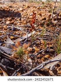 Carnivorous pygmy sundew (Drosera scorpioides) with sticky leaves and flower stalk, in natural habitat, Western Australia