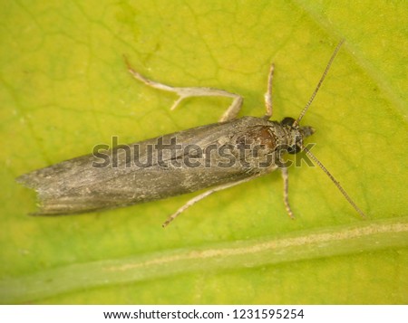 Carob moth, Ectomyelois ceratoniae (Lepidoptera: Pyralidae) is the dangerous pest of citrus, figs and dates  