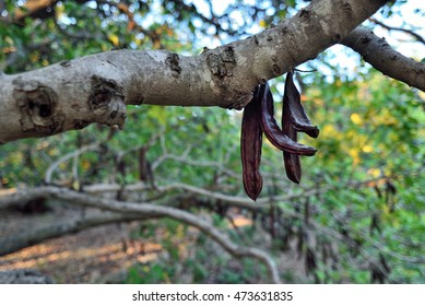 Carob Tree