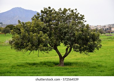 Carob Tree