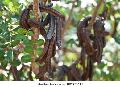 Carob Tree With Carobs